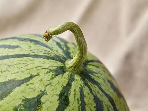 上海确诊 吃瓜,吃瓜群众热议疫情动态  第3张